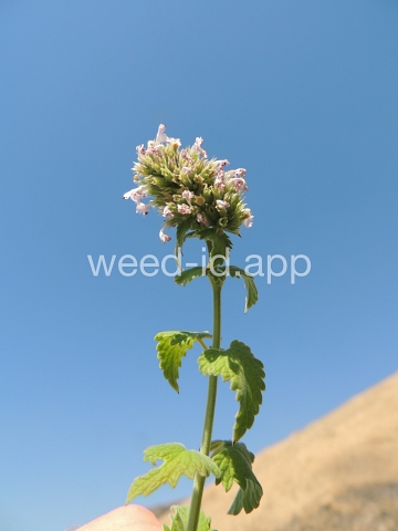 catnip